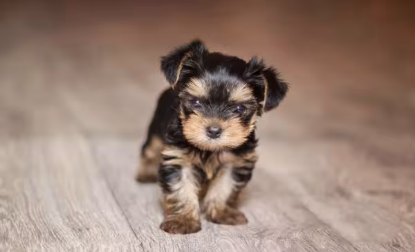 Em alguns casos, tons de preto também podem aparecer na cor de pelagem de cachorro Yorkshire