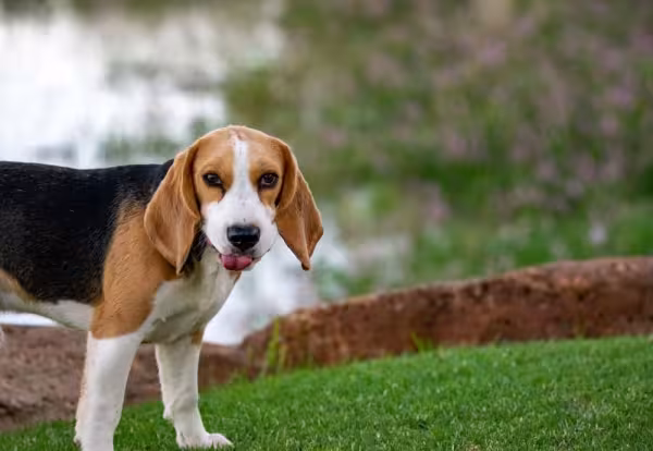 O Beagle, geralmente, é tricolor e apresenta as cores de cachorro branco, preto e bege