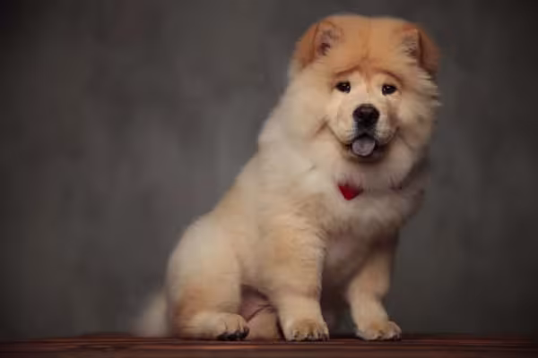O cãozinho Chow Chow também pode ter uma cor mais puxada para o bege