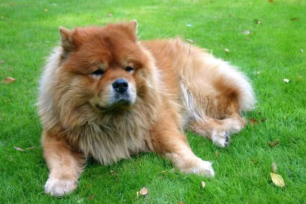 O fulvo - ou ferrugem - também é uma possível cor de pelagem de cachorro Chow Chow