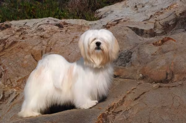O Lhasa Apso totalmente branquinho é comum