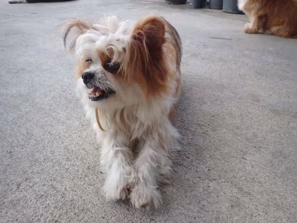 Em alguns casos, o Lhasa Apso pode ter tons de dourado espalhados pelo corpo