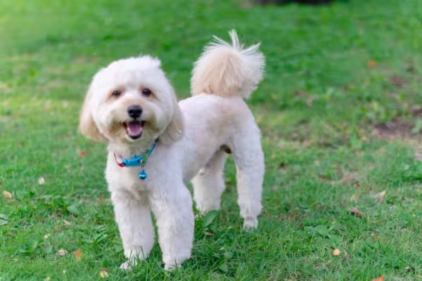 Associar a imagem de um Poodle a um cãozinho branco é bem comum