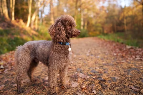 Também é possível encontrar o Poodle com cor de pelagem de cachorro marrom
