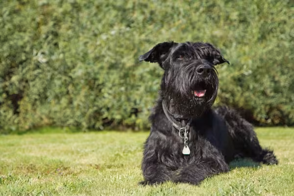 O Schnauzer todo preto é uma das variações da raça