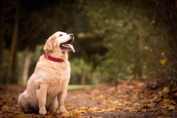 O Golden Retriever pode apresentar um dourado mais claro