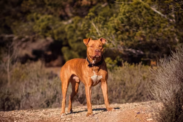 O Pitbull também pode ter a cor de pelagem de cachorro fulvo, que é um tom mais puxado para o ruivo