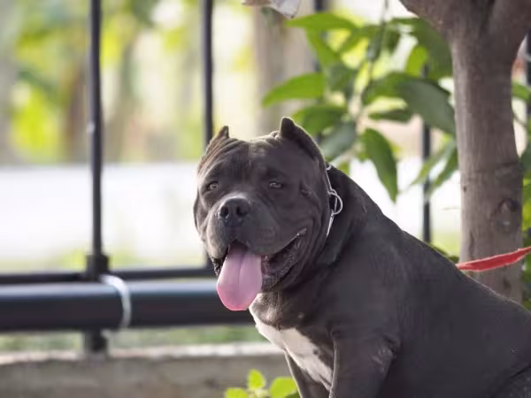 Conchectomia: esse é um Pitbull depois de passar pelo procedimento