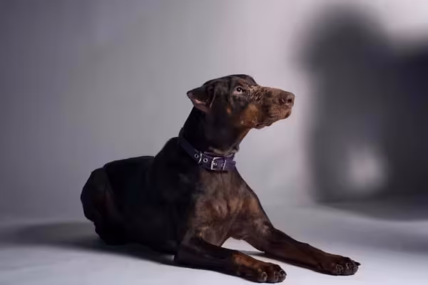 Imagem de um Dogue Alemão depois do corte de orelha de cachorro