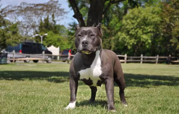 É assim que o American Bully depois de ter as orelhas cortadas