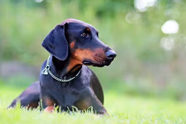 O Doberman também é outra raça que costuma sofrer com a conchectomia