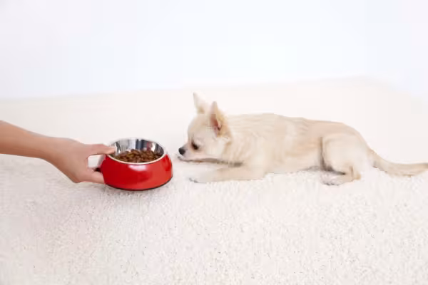 A ração para raças pequenas é capaz de fornecer toda a energia que esses cãezinhos precisam