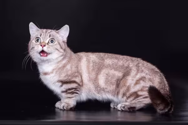 O gato Munchkin é fruto de uma mutação genética. Há divergências sobre o efeito disso na saúde do animal