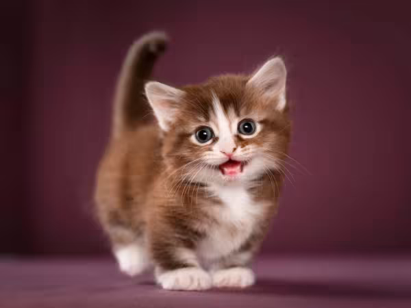 Munchkin: raça de gato tem a pelagem felpuda, macia e que se adapta a todas as estações do ano