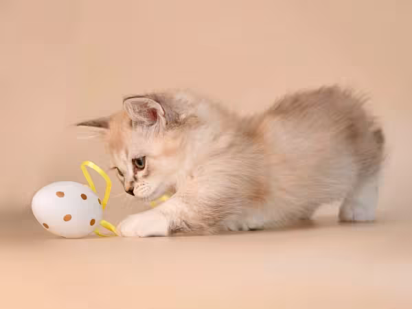 Munchkin: gato da raça ama brincar e até de subir em locais mais altos