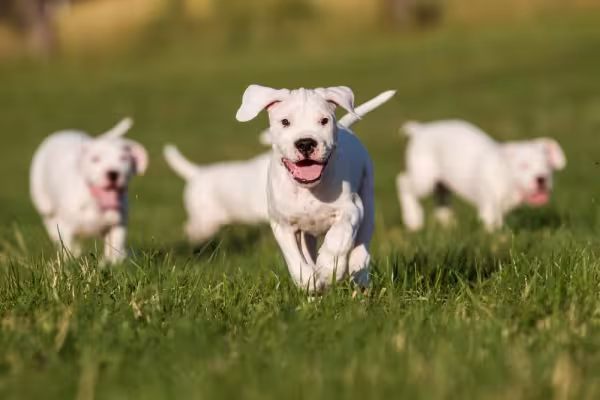 Dogo Argentino filhotes correndo