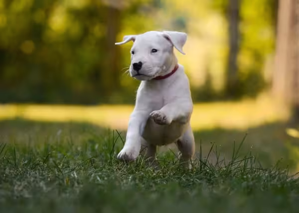 Dogo Argentino correndo feliz