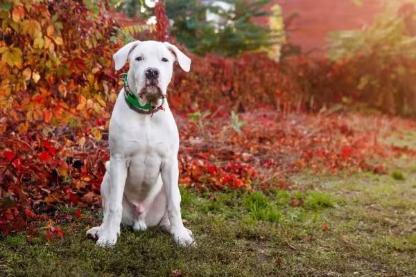 Dogo Argentino com flores atrás