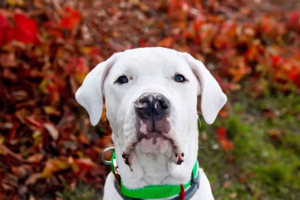 Dogo Argentino olhando sério para a câmera