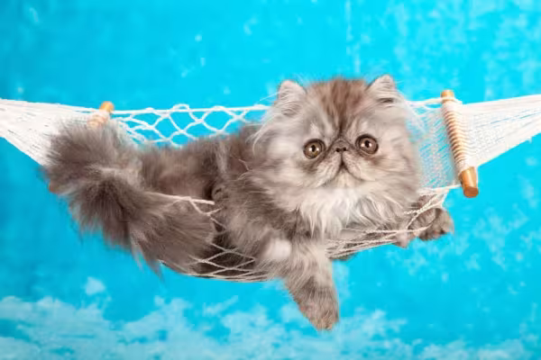 Essa é uma rede de gato tradicional, bem parecida com a dos humanos