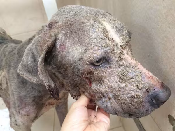 Dermatite úmida: seu cãozinho precisa receber tratamento para garantir o controle da doença