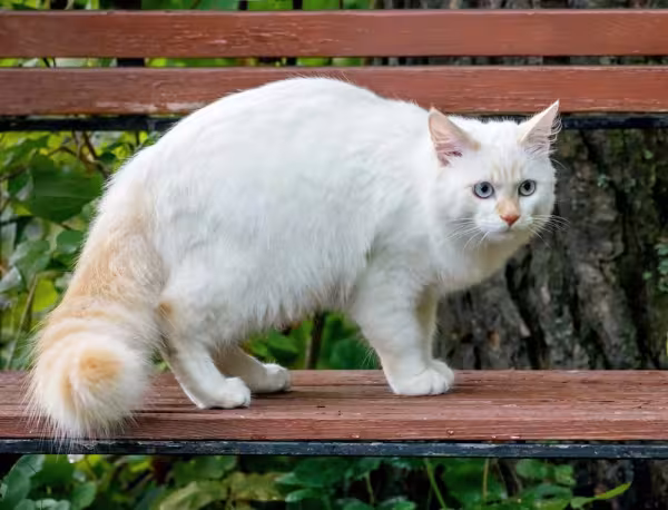 O Turkish Van pode vir acompanhado de manchas na região da cabeça e da cauda