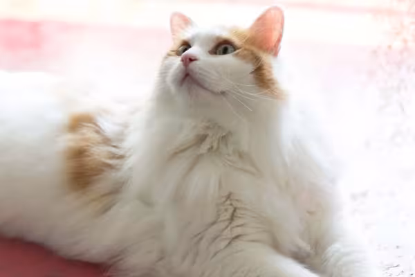 Sempre atentos, os gatos Van Turco gostam de brincadeiras que estimulem seu instinto caçador