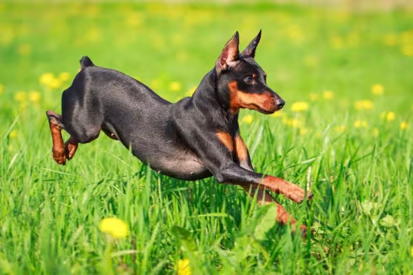 Pinscher preto pulando em campo florido