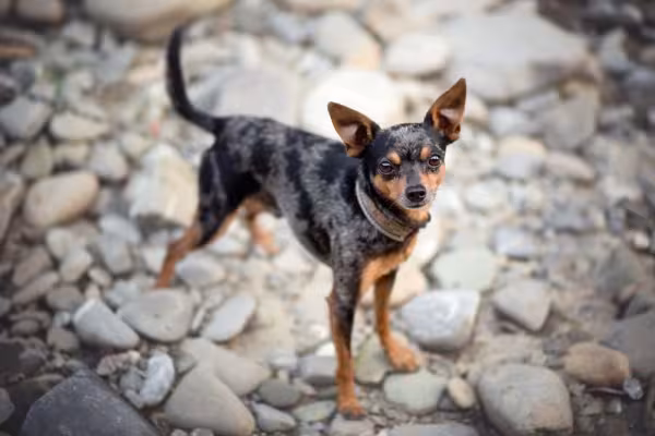 Pinscher tigrado de pé