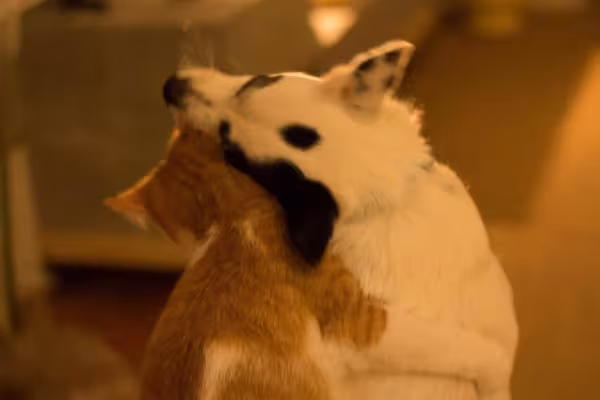 Uma amizade para toda a vida! Essa é a Dora (cachorra) e o Gatinho (sim, é esse o nome mesmo)!