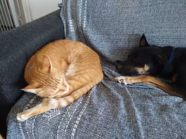 O Petit (gato) e o Bartô (cachorro) até se esquecem das desavenças na hora do cochilo