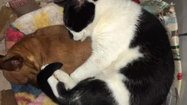 Mais uma conchinha pra lá de fofa: essa é a Nina (cachorra) e o Rony (gato)