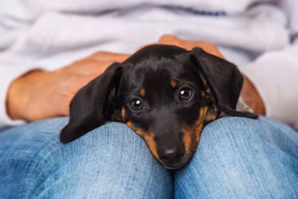 O cachorro salsicha pode ser muito amável e protetor, mas precisa de limites