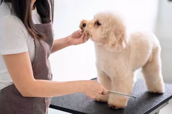 Tosa bebê: Poodle fica com a pelagem bem baixa com esse corte, lembrando um filhote