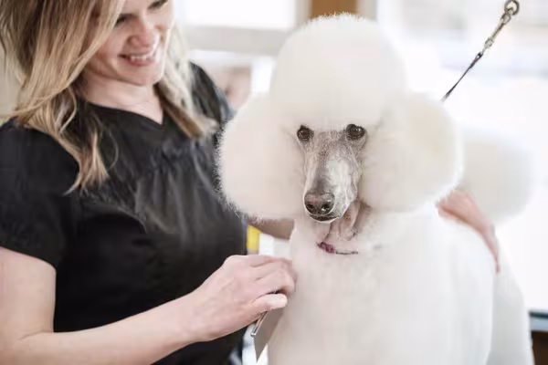 Tosa: Poodle com o corte leão é bem ousado e muito encontrado em concursos e exposições de cachorro