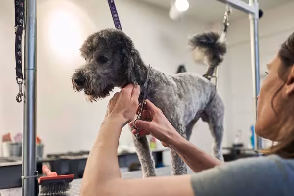 Tosa de Poodle para o verão: o corte deixa a pelagem do animal bem curtinha