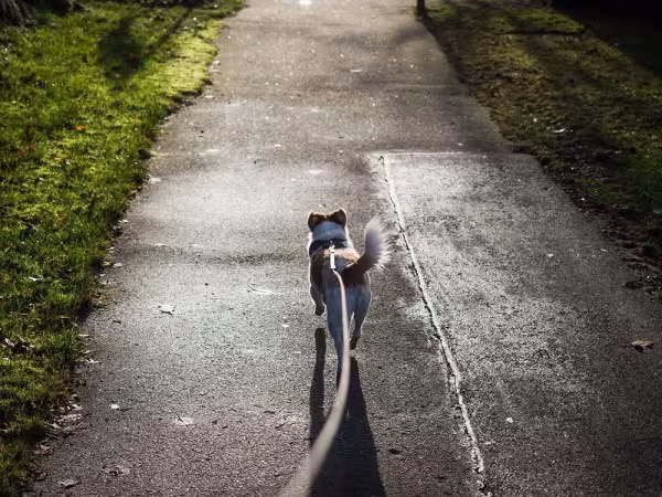 A guia longa para cachorro é ótima para dar mais liberdade ao animal em lugares mais amplos, como praias ou parques!