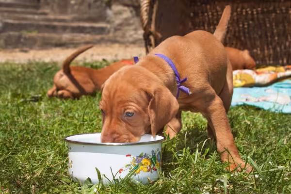 Depois de passar pelo desmame, o cachorro com 45 dias pode comer ração seca ou úmida