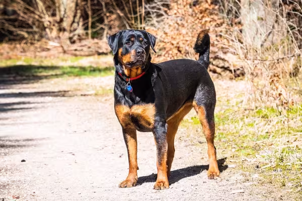 Rottweiler Alemão e Americano: o tamanho é a principal diferença entre os tipos da raça