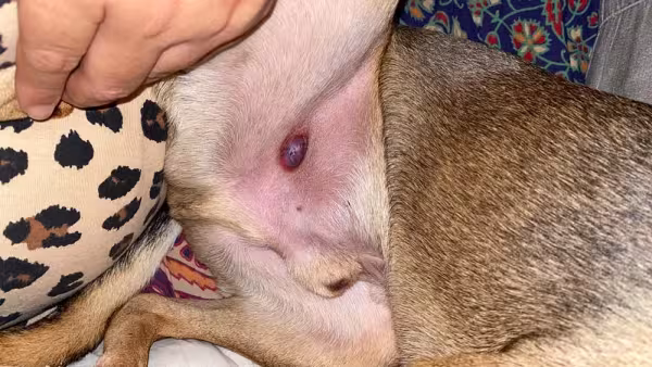 O granuloma de corpo estranho é uma condição rara que ocorre após a cirurgia de castração