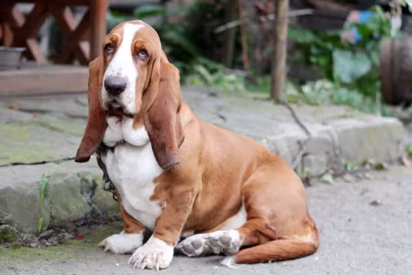 Basset Hound sentado do lado de fora de casa