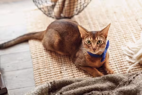 Abissínio: gato dessa raça é um verdadeiro companheiro para todas as horas (e todos os carinhos)