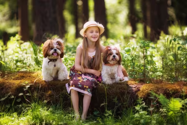 O Shit Tzu ama brincar e é ideal para casas com crianças
