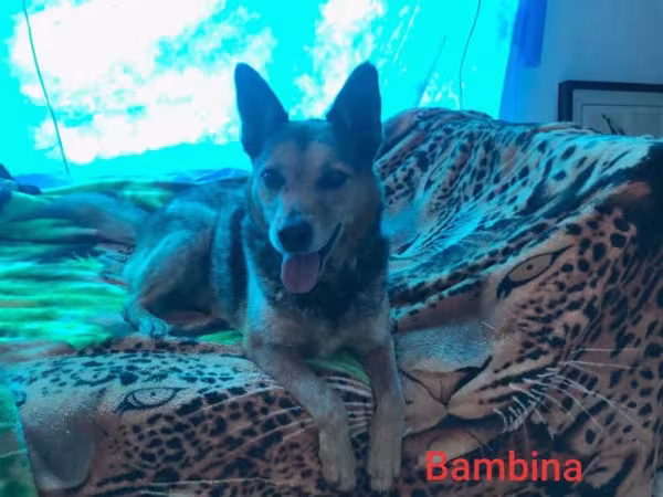 A Bambina está pronta para encontrar um lar amoroso!