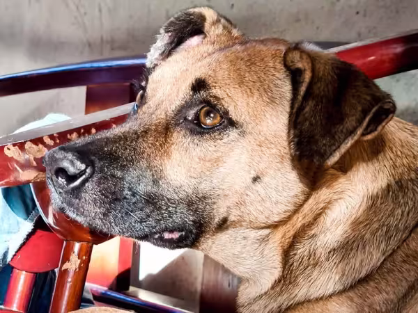 Vira-lata modelo? Temos! A Bella, além de fofa, adora posar para uma foto!