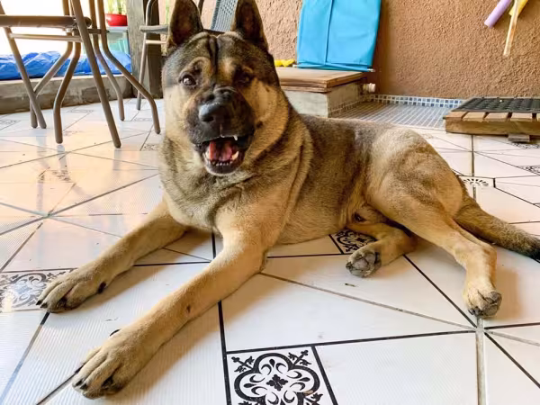 O Leão tem essa carinha de cão bravo, mas é puro de amor!