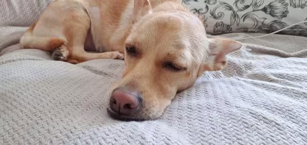 Cachorro vira-lata: a @Dorydalata não perde a oportunidade de tirar uma boa soneca! Uma fofura, né?