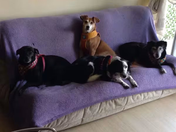 Como resistir a uma família de vira-lata? A Ana Júlia, Leelee, Cindy e Pretinha são a própria turma do barulho!