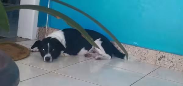 O Rex é um cãozinho muito esperto e observador. Nada passa despercebido por esse serumaninho!