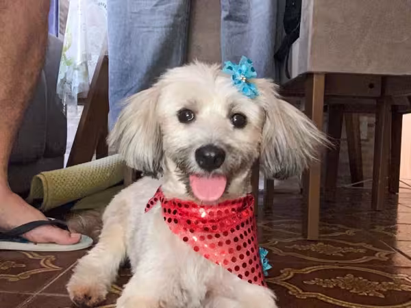 Quem disse que cachorro não sabe sorrir? Olha a carinha da Fifi ao ser chamada pelo seu dono!
